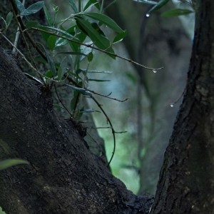 Lluvia en el bosque